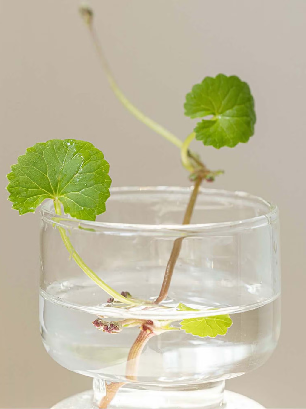 Beauty of Joseon Centella Asiatica Calming Mask